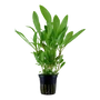 Kép 1/3 - Tropica Hygrophila costata kosaras