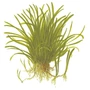 Kép 2/3 - Tropica Lilaeopsis brasiliensis kosaras