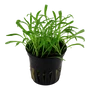 Kép 3/3 - Tropica Lilaeopsis brasiliensis kosaras