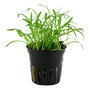 Kép 1/3 - Tropica Lilaeopsis brasiliensis kosaras