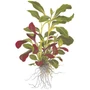 Kép 2/3 - Tropica Lobelia cardinalis kosaras