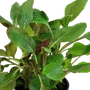Kép 3/3 - Tropica Lobelia cardinalis kosaras