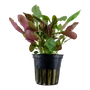 Kép 1/3 - Tropica Lobelia cardinalis kosaras