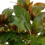 Kép 3/3 - Tropica Ludwigia glandulosa kosaras