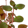 Kép 3/3 - Tropica Ludwigia palustris 'super red' kosaras