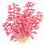 Kép 2/3 - Tropica Ludwigia palustris 'super red' kosaras