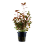 Kép 1/3 - Tropica Ludwigia palustris 'super red' kosaras