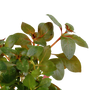 Kép 3/3 - Tropica Ludwigia repens 'Rubin' kosaras