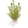 Kép 2/3 - Tropica Micranthemum umbrosum kosaras