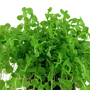 Kép 3/3 - Tropica Micranthemum umbrosum kosaras