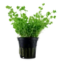 Kép 1/3 - Tropica Micranthemum umbrosum kosaras