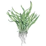 Kép 2/3 - Tropica Microsorum pteropus 'Narrow' kosaras