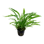 Kép 3/3 - Tropica Microsorum pteropus 'Narrow' kosaras