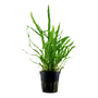 Kép 1/3 - Tropica Microsorum pteropus 'Narrow' kosaras