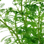 Kép 3/3 - Tropica Myriophyllum mattogrossense kosaras