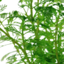 Kép 3/3 - Tropica Myriophyllum mattogrossense kosaras