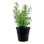 Kép 1/3 - Tropica Myriophyllum mattogrossense kosaras
