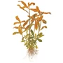Kép 2/3 - Tropica Nesaea crassicaulis kosaras
