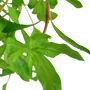 Kép 3/3 - Tropica Nesaea crassicaulis kosaras