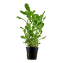 Kép 1/3 - Tropica Nesaea crassicaulis kosaras