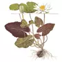 Kép 2/3 - Tropica Nymphaea lotus kosaras