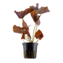Kép 1/3 - Tropica Nymphaea lotus kosaras