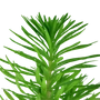 Kép 2/2 - Tropica Pogostemon erectus kosaras