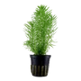 Kép 1/2 - Tropica Pogostemon erectus kosaras