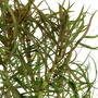 Kép 3/3 - Tropica Pogostemon stellata kosaras