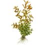 Kép 2/3 - Tropica Rotala rotundifolia kosaras