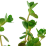 Kép 3/3 - Tropica Rotala rotundifolia kosaras