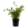 Kép 1/3 - Tropica Rotala rotundifolia kosaras