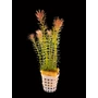 Kép 1/3 - Rotala nanjenshan - kosaras