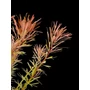 Kép 2/3 - Rotala nanjenshan - kosaras