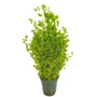 Kép 1/3 - Micranthemum umbrosum