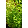 Kép 2/3 - Micranthemum umbrosum
