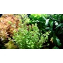 Kép 3/3 - Micranthemum umbrosum