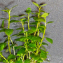 Kép 3/3 - Lobelia cardinalis mini - kosaras