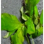 Kép 3/3 - hygrophila corymbosa compact