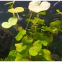 Kép 2/3 - hydrocotyle leucocephala - Fehérfejű gázlóvirág