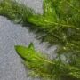 Kép 3/3 - Myriophyllum pinnatum (Bokros süllőhínár)