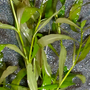 Kép 3/3 - Hygrophila polysperma - Indiai vizicsillag