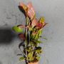 Kép 1/3 - ludwigia repens rubin