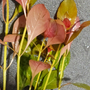 Kép 3/3 - ludwigia repens rubin