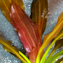 Kép 3/3 - echinodorus rubin
