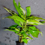 Kép 1/3 - Hygrophila stricta - Vízi hortenzia