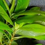 Kép 3/3 - Hygrophila stricta - Vízi hortenzia
