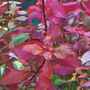 Kép 2/3 - ludwigia mini super red