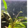 Kép 2/3 - Cryptocoryne nevelli