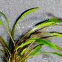 Kép 3/3 - Cryptocoryne nevelli